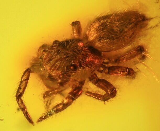 Fossil Spider (Aranea) In Baltic Amber #45131